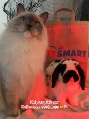 A cat and a rabbit are featured in the image in front of a shopping bag with the text "PET SMART".  The cat has gray and cream coloring and is looking upwards. The rabbit is black and white and is looking toward the viewer. The lighting is red.