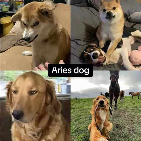 A collage of four images featuring dogs. The top-left shows a light brown dog with a serious expression. The top-right has a Shiba Inu on top of a black and white dog with exaggerated features. The bottom-left displays a golden retriever with a serious look, and the bottom-right features a golden retriever walking with a horse in the background.