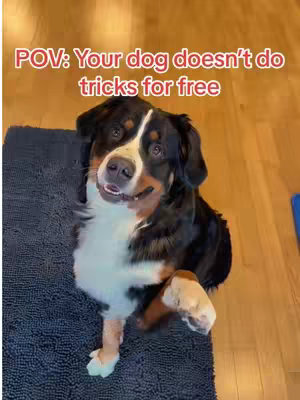 The cover image shows a dog sitting on a mat indoors, looking directly at the camera with a playful expression and one paw raised. Text overlayed on the image reads "POV: Your dog doesn't do tricks for free."