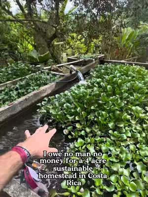 The cover image presents a lush, green outdoor setting. A person's hand, adorned with a bracelet, reaches out towards the viewer. In the foreground, there are sections of what appear to be water features filled with green plants. The background is filled with trees and natural foliage, creating a vibrant and verdant atmosphere; there also appears to be some concrete containers, likely for aquaponic plants or similar. The lighting appears to be natural, enhancing the colors. The overall composition suggests a focus on nature and possibly sustainable living.
