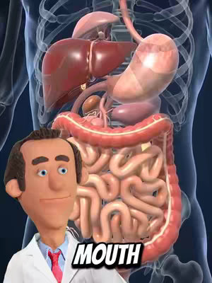 The image displays an anatomical model of the human torso, rendered in a transparent, slightly bluish color. The digestive system is emphasized, showcasing the intestines, liver, and other organs in detail. Overlayed in the foreground is a cartoonish 3D avatar of a doctor wearing a white coat and a red tie. The doctor is positioned to the left, partially obscuring the digestive organs. Below the doctor, in a bold, white font, the word 'MOUTH' is written. The image's overall tone is educational, aiming to explain health topics visually. There's a contrast between the clinical presentation of the anatomy and cartoonish figure.