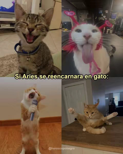 A collage of four images. The top left shows a smiling cat with its mouth wide open, the top right a cat with a tongue sticking out and funny headwear. The bottom left shows a cat with a microphone, as if singing, and the bottom right a cat in a comical pose with its legs spread out. The overall composition suggests a humorous theme related to the zodiac.