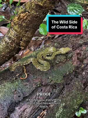 The image is a vertical shot of a green snake coiled on top of a dark, mossy log, set against a backdrop of lush green foliage. A text overlay in a black and cyan rectangle reads, 'The Wild Side of Costa Rica.' Below the snake, there's another text overlay that starts with the word 'PROOF' and contains the statement that anything the snake bites will turn black. The overall composition emphasizes the potential danger and exotic location.