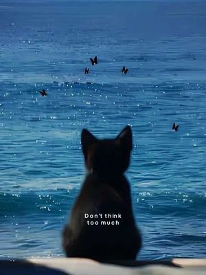 The cover image features a black cat sitting with its back to the viewer, gazing out at a seascape. The cat is silhouetted, with the focus on its posture. In the foreground, there's a section of a low wall or ground where the cat is resting. The background shows a vast expanse of ocean with waves under a clear sky. Scattered across the water are dark butterflies adding a sense of movement. The image has a calming effect, highlighted by the use of soft hues of blue and the placement. Text overlayed on the image reads 'Don't think too much.'