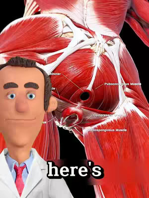 The image features a claymation-style doctor with a friendly expression on the left side, superimposed over a detailed anatomical illustration of the pelvic region. The background displays muscles, blood vessels, and internal structures in vibrant reds and whites on a dark background. Text labels point out specific anatomical parts. The hook "here's" appears near the bottom.