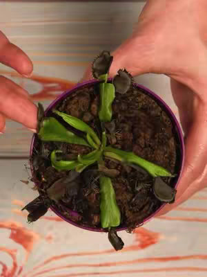 Overhead shot of a Venus flytrap in a purple pot, held by two hands. Light-colored background.