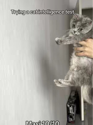 A close-up photo of a gray cat being held up by a person's hands. The cat has large, expressive eyes and an alert posture. There is text overlaid at the top, and the background is a wall with a partial view of a cabinet.