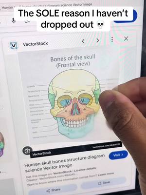 The image shows a computer screen displaying a webpage with a diagram of the human skull. The diagram is a detailed, colorful illustration. A hand with a finger pointed towards the skull is in the frame, interacting with the screen, likely pointing at the diagram or holding a transparent overlay of text