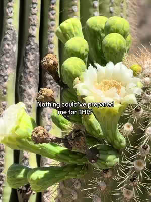 Close-up shot of a blossoming cactus with vibrant green stems and off-white flower and bud clusters. White text overlaid. Bright, natural lighting.