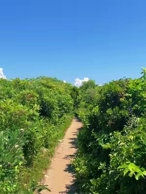 A verdant pathway winds its way through a dense forest of lush green foliage under a bright blue sky. The dirt path is centered, inviting the viewer into the scene, with the vibrant green undergrowth creating a tunnel-like effect, enhancing the feeling of immersion and depth. The sky takes up a significant portion of the frame, providing a bright backdrop, and hints of clouds add softer textures to the scene.
