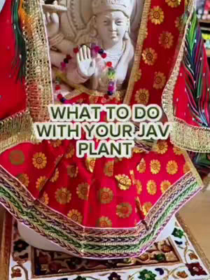 The image showcases a religious statue with a colorful red cloth draped over it. The text overlay reads: "WHAT TO DO WITH YOUR JAV PLANT".