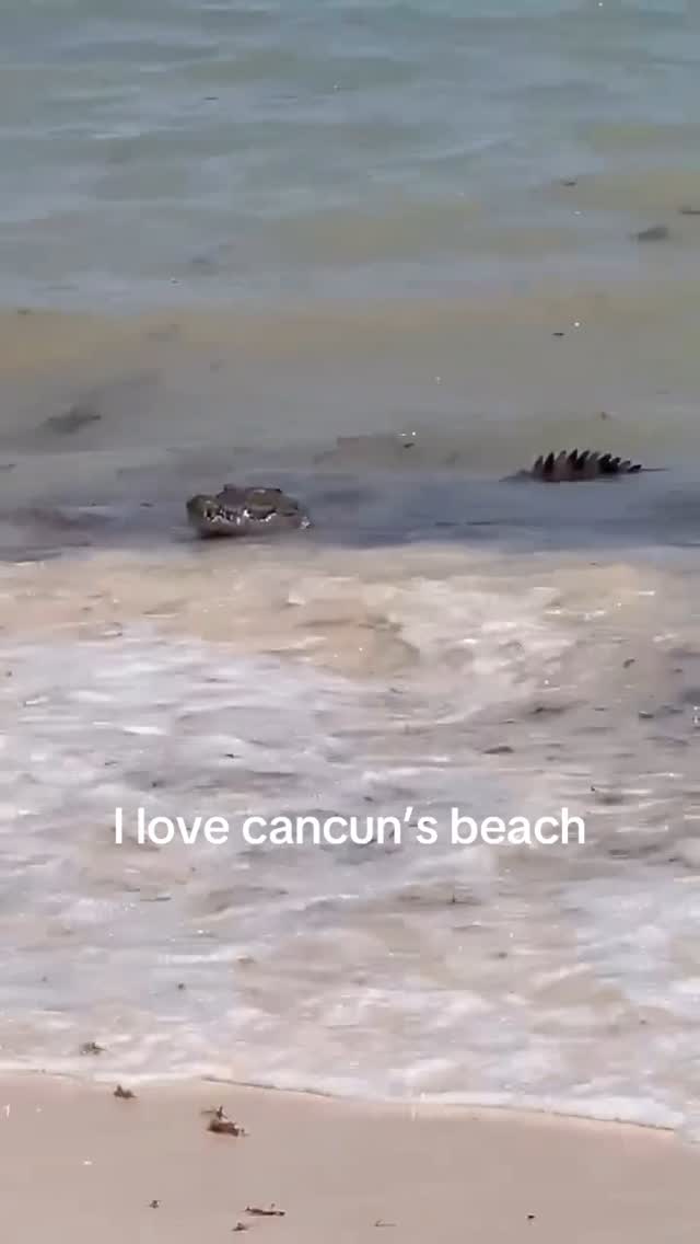 An image of a beach with waves washing onto the shore. The water is choppy and grayish, with a lighter, sandy-colored area marking the shallow water near the beach. Two alligators are visible, one partially submerged with only its head showing and the other with its spiky back visible as it swims.