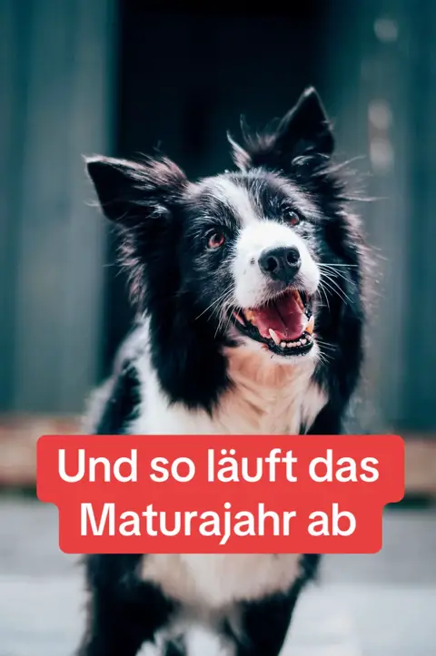 A Border Collie dog with a black and white coat is the central subject of the image. The dog is captured in a mid-action pose, with its head tilted up, mouth open slightly, and tongue visible. The background is blurred but appears to be a mix of outdoor settings and possibly building exteriors. A red rectangle sits at the bottom of the image, containing white text.