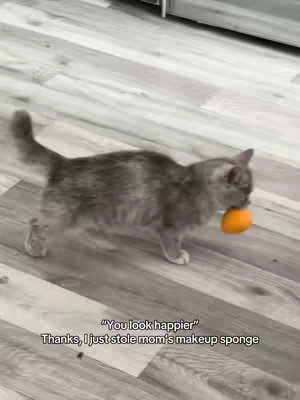 A grey cat is walking on light brown wooden flooring. The cat is carrying an orange makeup sponge in its mouth. The backdrop is a gray-scale version of the same wood flooring. The cat is positioned left in the shot, facing the right, with only part of it being fully visible. There is text at the bottom, black overlayed over the image.