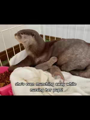 The cover image shows an otter lying down nursing its pups. There is text that says  “she's even munching away while nursing her pups!”. In the foreground, a pink bowl with food. In the background, the backdrop is a plain, white kennel.