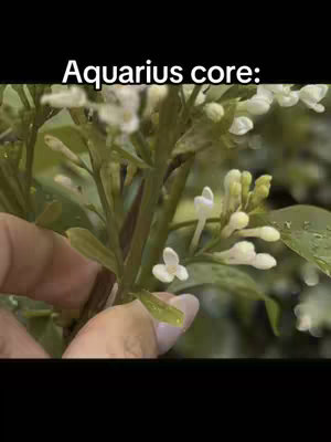 The image shows a close-up of a plant with white flowers and green leaves. The hand of a person is holding the stem. The black background.