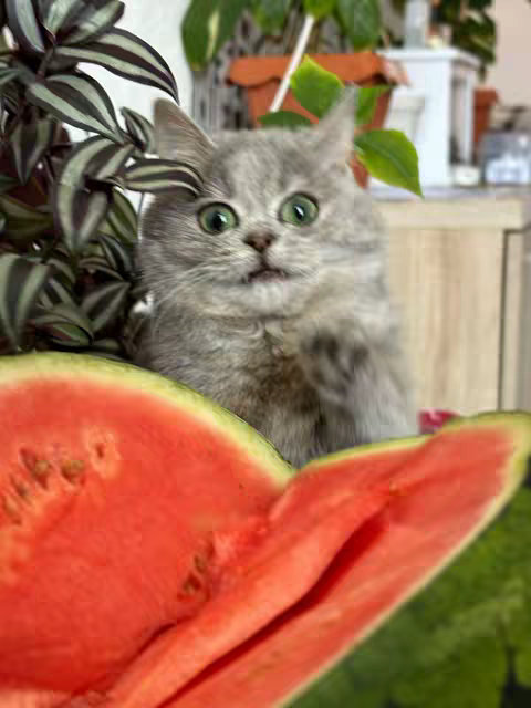 A gray cat with wide green eyes looks at the viewer in surprise, with a large slice of watermelon in the foreground.
