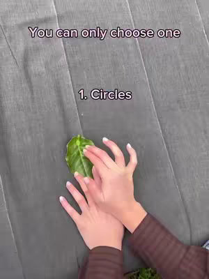 A top-down shot shows two hands holding a green leaf against a gray background, with text overlaying the image. The hands are light-skinned with manicured nails, wearing a brown, long-sleeved shirt. The leaf is in the center, partially obscured by the hands. The background appears to be a textured surface.