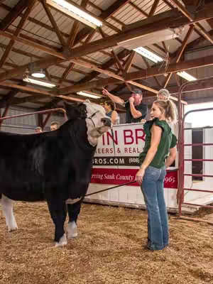 The image shows a young woman standing next to a large black and white cow inside a wooden barn. Other people are visible in the background, some looking on. The woman wears a green top and jeans, has blonde hair, and is looking towards the cow. The cow is the central focus of the image.