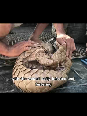The cover image shows a pangolin curled up in a defensive position. A person's hands gently hold the animal, which is covered in brown scales. The text overlay indicates the animal has a badly infected wound.