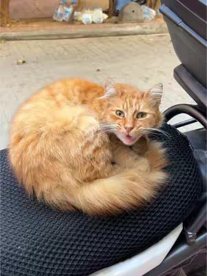 An orange cat curled up on a black seat, likely of a motorcycle or scooter, with an outdoor setting visible in the background. The cat has open mouth as if yawning or talking. The image uses natural lighting with a limited color palette centered on orange and black.