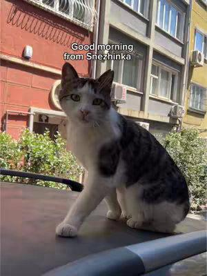 A cat with a white and gray coat is perched on a dark surface, likely a car hood or similar, in front of a building. The cat is facing the viewer, with its eyes open. Text overlayed at the top reads: Good morning from Snezhinka. Background includes buildings with windows and some foliage in the scene