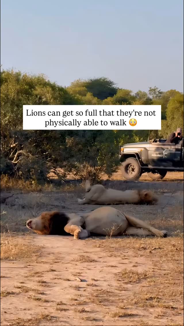 The image shows a wide shot of a grassy field under a bright sky. Two lions are lying down, appearing to be resting. One lion is in the foreground, and the other is further back. A jeep with a person is visible in the background.