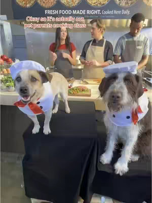 Two dogs wearing chef hats and bibs stand on a black surface in front of a cooking area where three people are standing. The dogs appear to be set up in a pretend cooking class, with the dogs in the foreground.