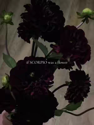 The cover image features a close-up of several dark purple or black dahlias, with their petals densely packed. The flowers are the central focus, set against a blurred, neutral-toned background. Text overlay, centered on the upper half of the image, states 'if SCORPIO was a flower'. The composition highlights the flowers' intricate details and rich color with soft lighting.