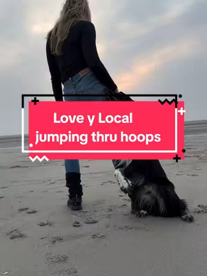 A woman and a dog at the beach. The woman is wearing dark clothing and blue jeans. The dog, a black and white breed, is jumping through a hoop. Text overlaid on the image reads Love y Local. jumping thru hoops.