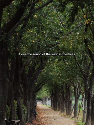 A pathway through a tree-lined alley with a text overlay.