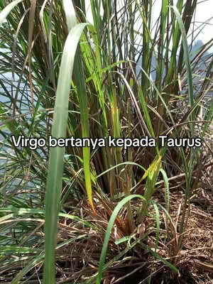 The cover image displays a close-up shot of tall, green grass or reeds. The plants are tightly packed together, creating a sense of depth and texture. The lighting appears natural, and the overall composition is simple, focusing on the organic forms of the plants.
