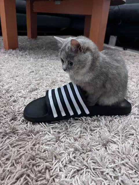 A grey cat sits atop a black Adidas slide with white stripes, placed on a shaggy, light brown carpet. A wooden table leg is visible in the background.