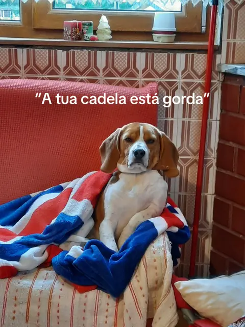 A beagle dog is sitting on a red armchair, covered by a blanket in the colors of the British flag. The dog has a serious expression. Above the dog is text that reads, "Your female dog is fat."