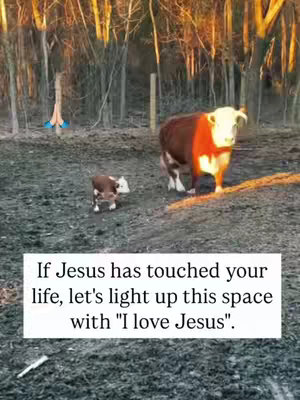 An image of a field with a herd of cows. In the foreground is a small brown and white calf walking towards the viewer. In the middle is a cow with a white face and brown and orange body. The background is a field and trees, with a sign that text. The image is lit with warm sunlight.
