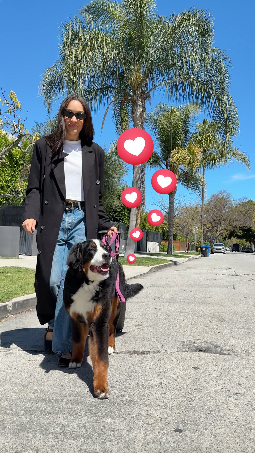A woman wearing sunglasses and a long black coat walks down a sunny street with a Bernese Mountain Dog on a leash. Animated red hearts with white hearts inside float around them, adding a playful touch. The background features palm trees, a blue sky, and houses, suggesting a residential area.