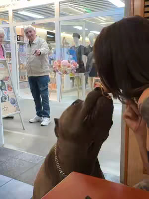 A woman is kissing a large brown dog. The dog is looking up at her adoringly. An older man is visible in the background, looking on and pointing.