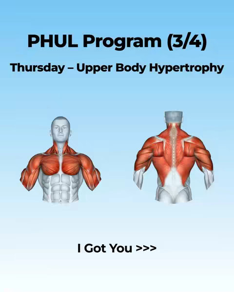 The cover image displays a workout routine chart in a blue environment. The phrase "PHUL Program (3/4)" are shown at the top, with "Thursday - Upper Body Hypertrophy" underneath it. Two anatomical models, one showing a front view of the upper body muscles and the other showing the rear muscles are positioned below.