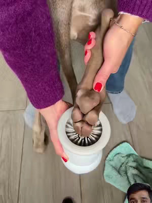 A person's hands, with bright red nail polish, are holding a light-colored dog paw inside a circular paw-cleaning brush. The person is wearing a purple sweater. A blue jean is also seen. . In the background, there is a light-colored wood floor, a small green towel, and a disembodied man face in the corner.