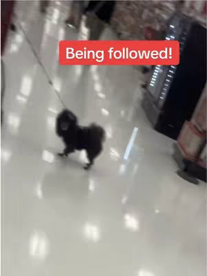 The image shows a shiny, reflective white floor in a store aisle. A small, black dog on a leash is walking towards the camera. Above the dog, a red rectangular text overlay says 'Being followed!'. The scene has a blurred background, with hints of shelves and merchandise.