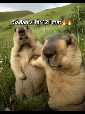 Two marmots standing upright in a grassy field, with a green hill in the background. One marmot is touching the other. Text overlayed at the top of the image.