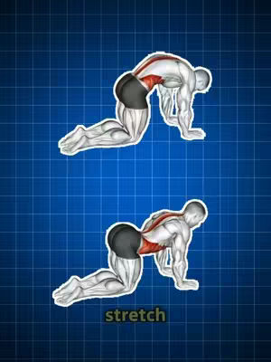 The cover image presents a blue backdrop overlaid with illustrations depicting skeletal and muscular structures of a human figure performing a stretch. The graphic has two figures positioned in a quadrupedal stance with their backs highly arched. A white outline surrounds each figure. The word stretch appears in a green rectangle.