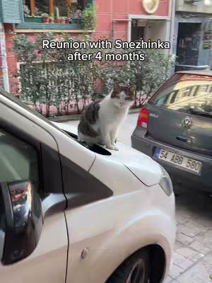 A white car is the primary focus, with a cat perched in the open engine area. Another car is parked on the right. The background includes a building and trees. Text overlays across the top.