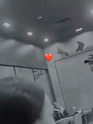 The cover image is a grayscale scene which appears to be a room.  The room includes a person in the foreground, out of focus, with what seems to be the back of their head and upper body taking up the majority of the frame. Further back, a whiteboard hangs on the wall. There's a bird perched on the top and red heart emoji floats in the air. The ceiling is lit with several pendant lights. The overall composition is quite muted due to the grayscale.