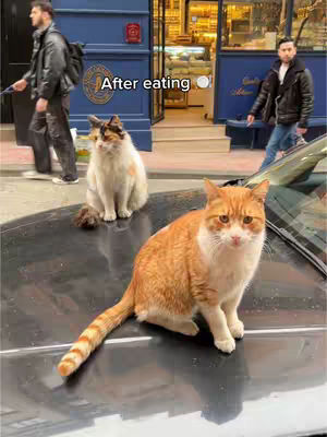 An outdoor scene with three people and two cats. A man in a black jacket is walking on the left. There are two cats on a car hood. The center cat is sitting up, and a cat in the foreground is sitting. A building with blue doors, glass windows, and a sign is in the background.