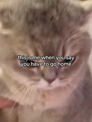 The cover image features a close-up of a cat's face with text overlaid. The cat has light-colored fur and is looking at the camera. The text is white and placed across the top, reading: 'this is me when you say you have to go home'.