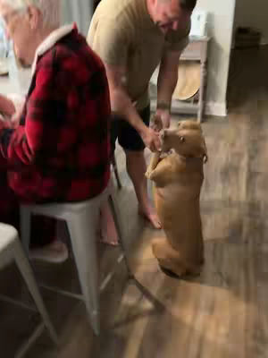 A man in a tan shirt is holding a brown dog by its front paws while the dog stands on its hind legs. In the background, a person in a red and black plaid shirt sits in a chair.