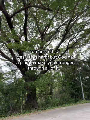 A photograph of a large tree with many branches covered in green leaves, with text overlayed on the image. The tree trunk is partially visible, with the branches extending upwards to fill the frame. Sunlight filters through the leaves, and in the background, more trees and a paved road are visible.