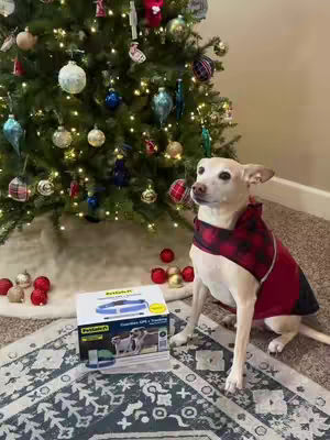 A light-coated dog wearing a red and black plaid collar sits posed next to a Christmas tree. The tree is decorated with various ornaments and lights. In front of the dog is a product box, and the scene is set on a patterned rug.