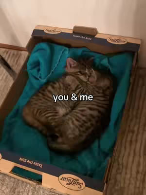 Two kittens curled up together in a cardboard box lined with a teal blanket. The box is brown with some blue detailing towards the top. A text overlay reads 'you & me'.